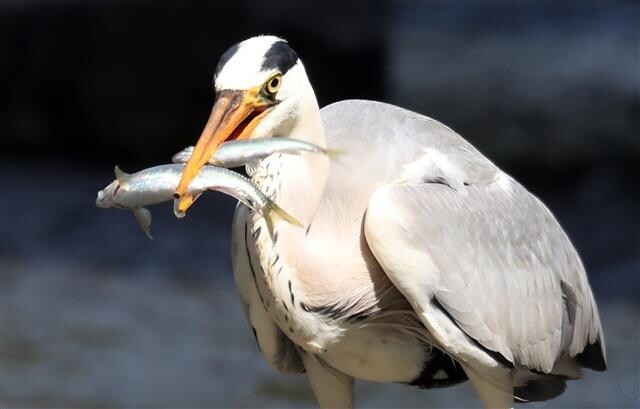 청계천 왜가리 특_1.jpg