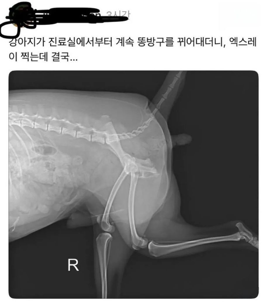 강아지가 자꾸 방구를 뀌는 이유. jpg_1.webp