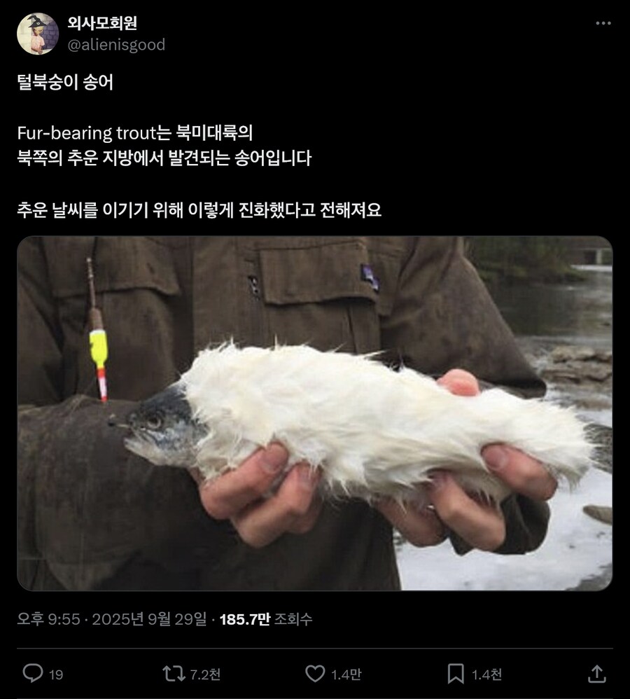 추운지역에서 볼수 있는 송어_1.png