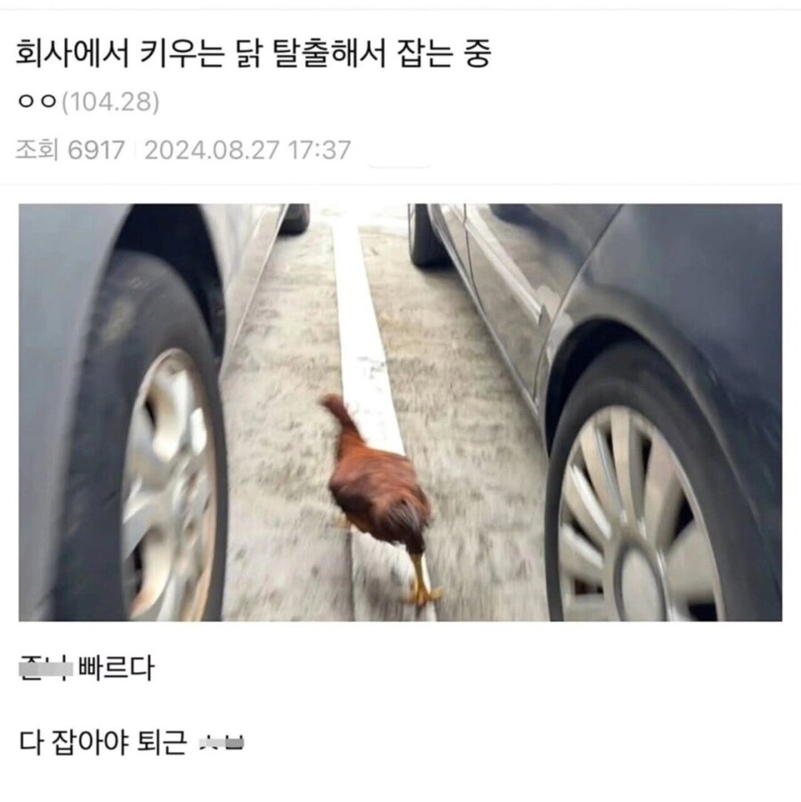 회사에서 키우는 닭이 탈출해서 잡으러다니는 회사원.jpg_1.jpg