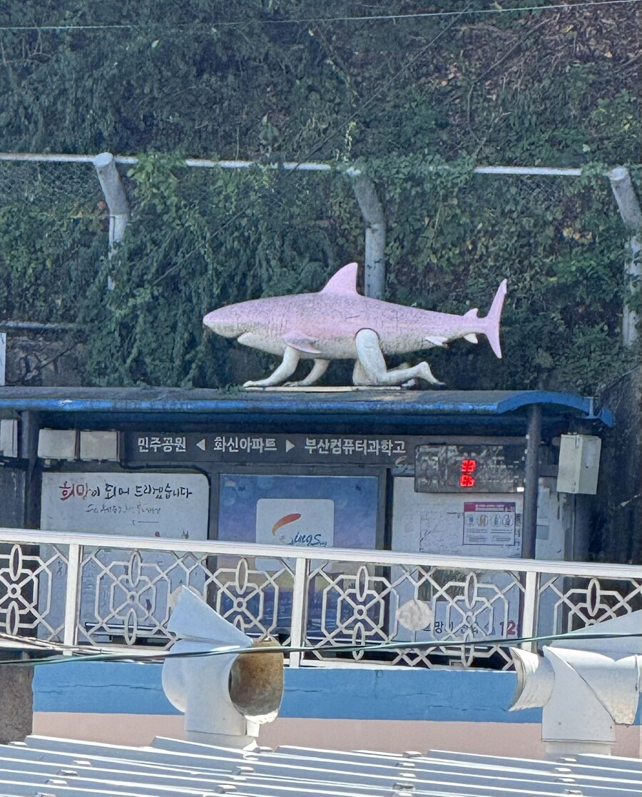 부산의 상어의 악마_1.jpg