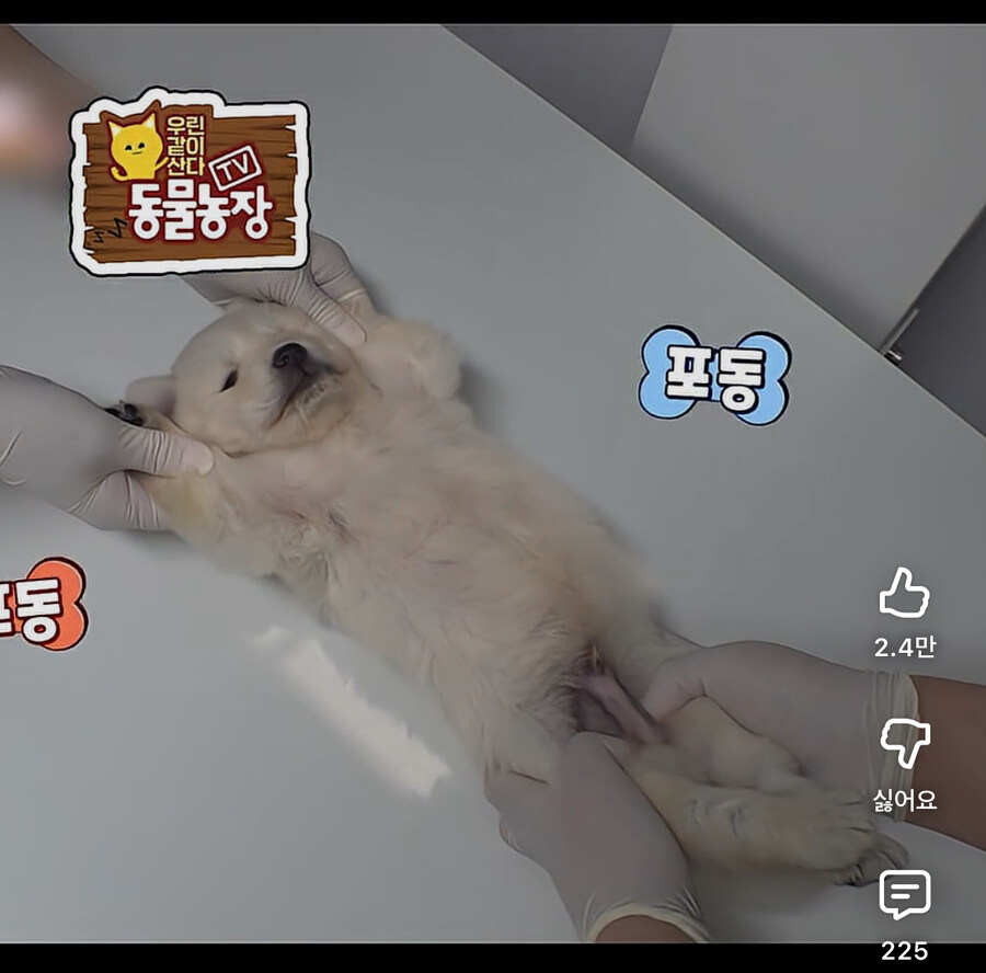 강아지 엑스레이 찍는 자세.jpg_1.jpg