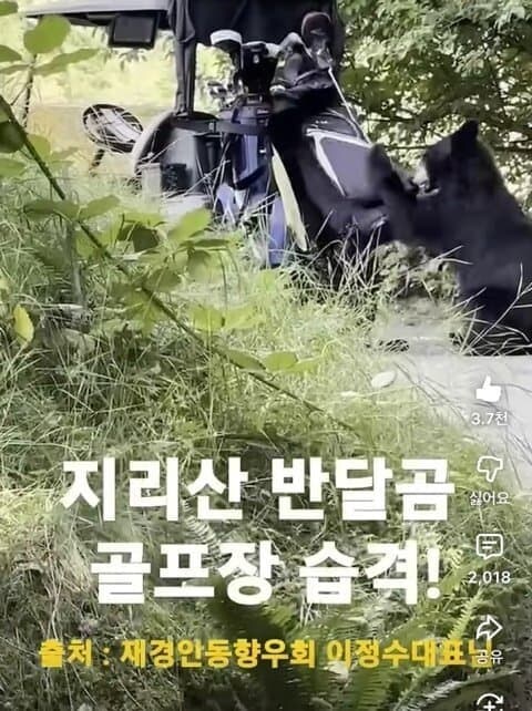 반달곰은 호전성이 없어서 사람있는 곳으로 와서 행패를 부리지 않습니다!_1.jpg