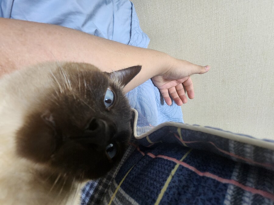 고양이 집사가 견뎌야 하는 무게..._1.jpg