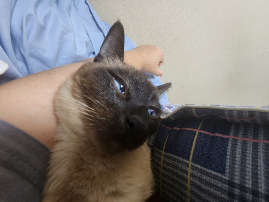 고양이 집사가 견뎌야 하는 무게..._2.jpg