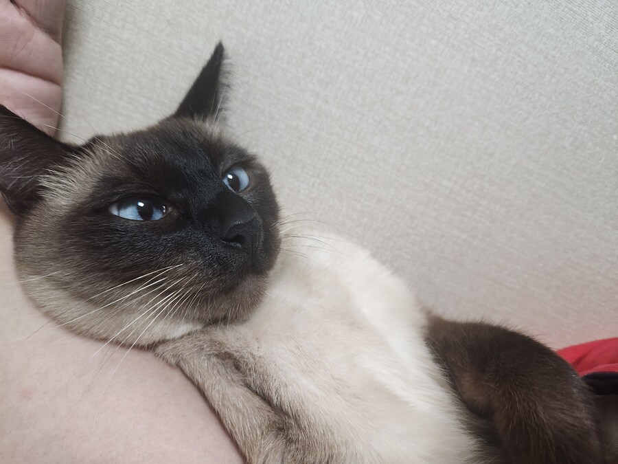 고양이 집사가 견뎌야 하는 무게..._3.jpg