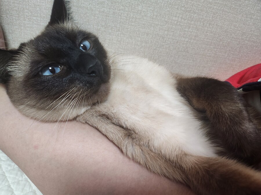 고양이 집사가 견뎌야 하는 무게..._4.jpg