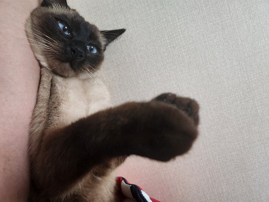 고양이 집사가 견뎌야 하는 무게..._5.jpg
