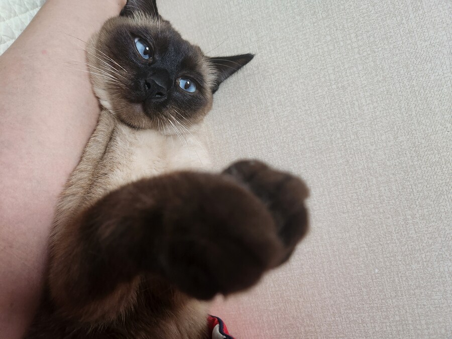 고양이 집사가 견뎌야 하는 무게..._6.jpg