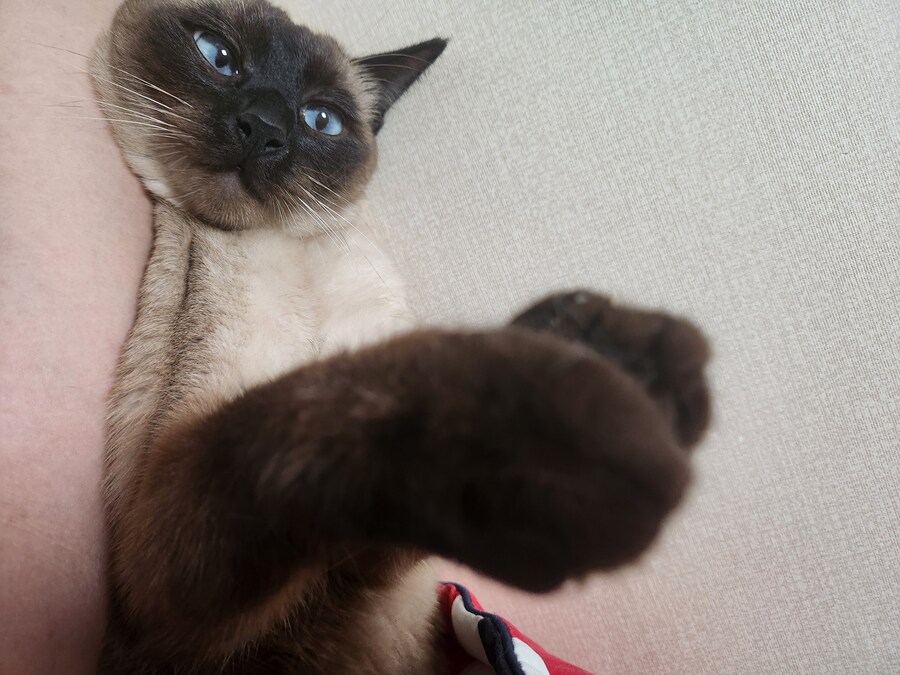고양이 집사가 견뎌야 하는 무게..._7.jpg