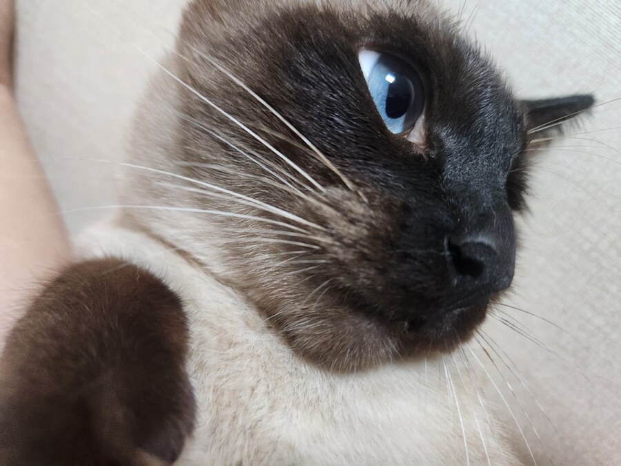 고양이 집사가 견뎌야 하는 무게..._8.jpg