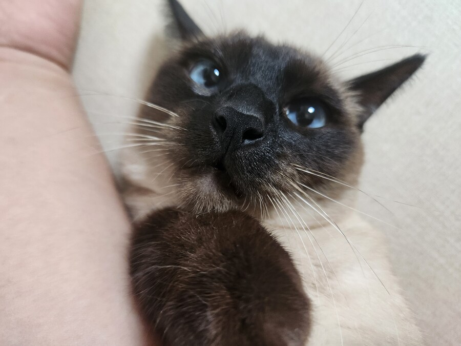 고양이 집사가 견뎌야 하는 무게..._9.jpg
