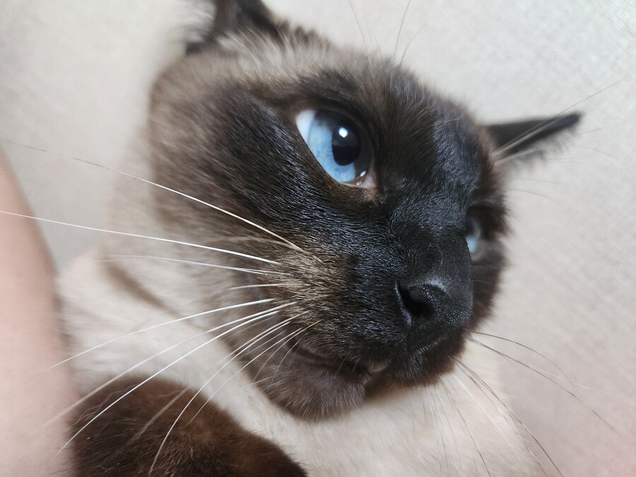 고양이 집사가 견뎌야 하는 무게..._10.jpg