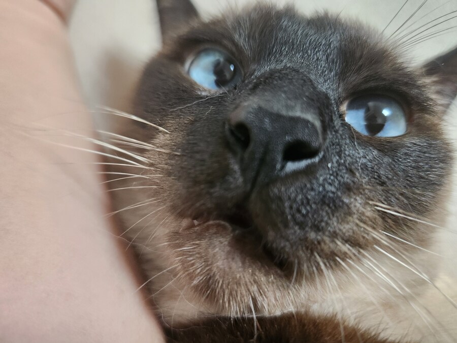 고양이 집사가 견뎌야 하는 무게..._11.jpg
