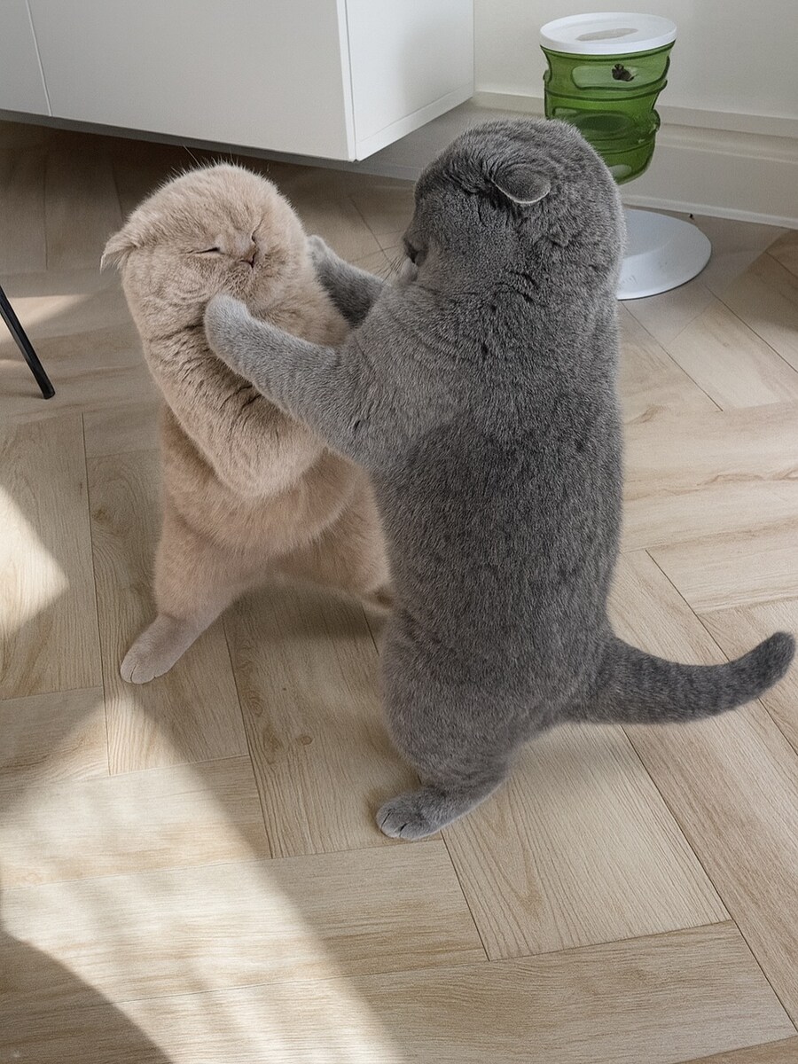냐옹이들 투닥투닥..._3.jpg
