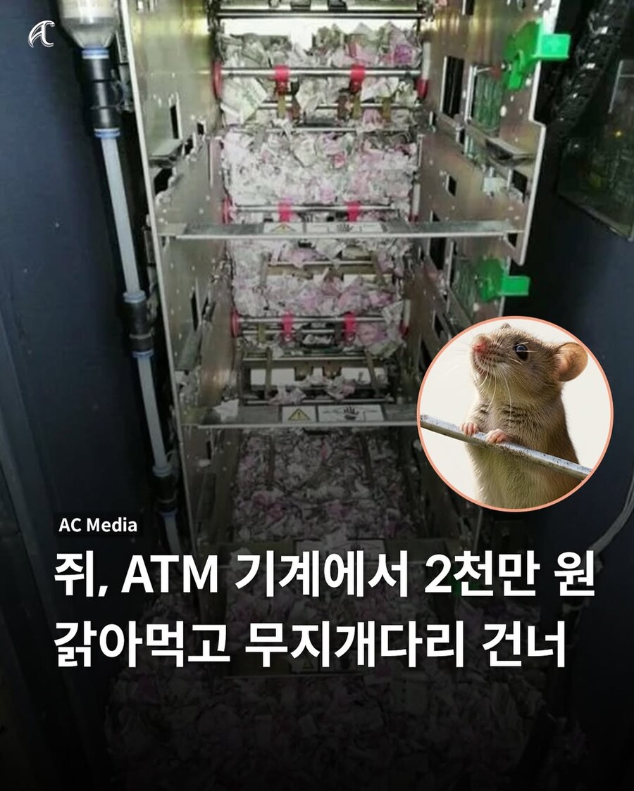 세상에서 제일 비싼 쥐 무지개다리 건너_1.jpg