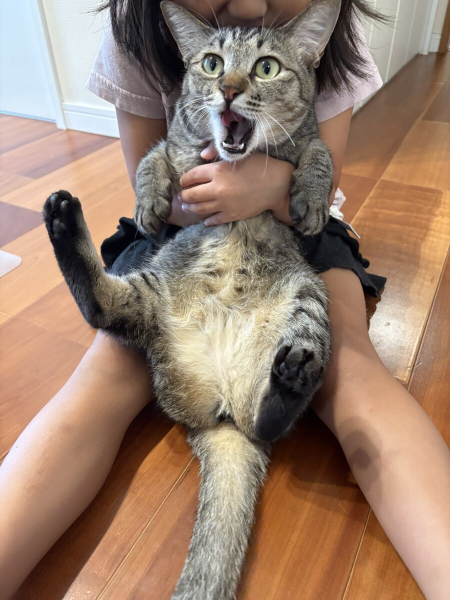 매우 급한 고양이.jpg_1.jpg