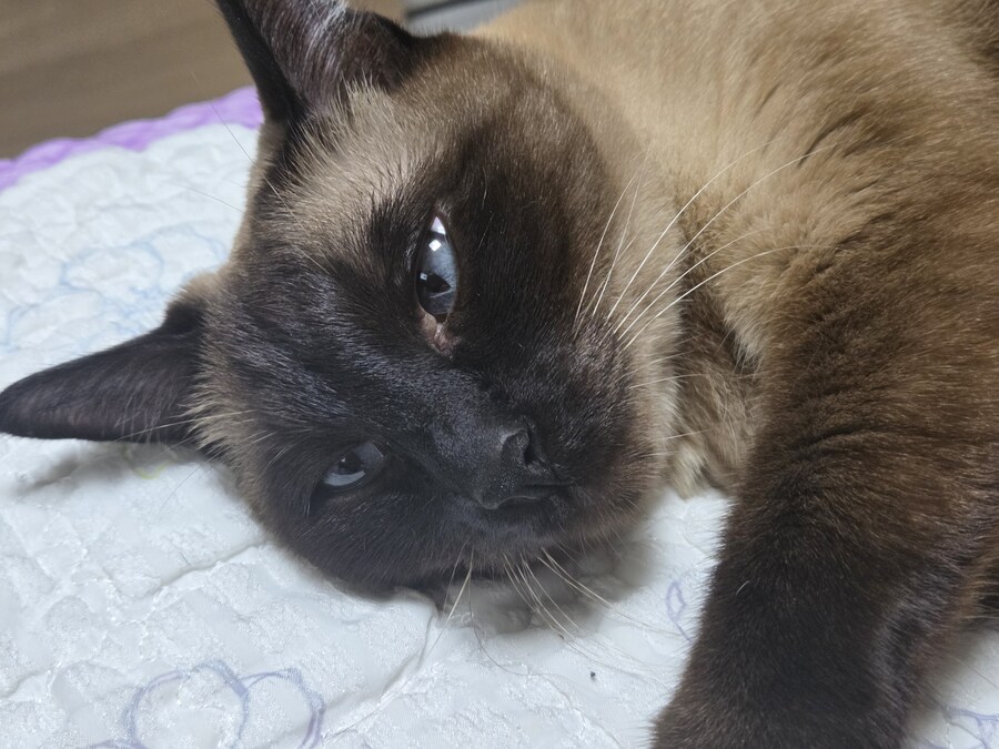 우리집 고양이가 얼굴 물어서 피가 난다..._1.jpg