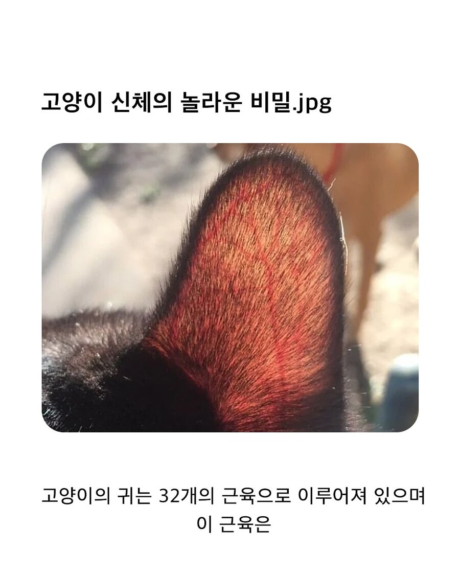 고양이 귀 근육의 용도_1.jpg