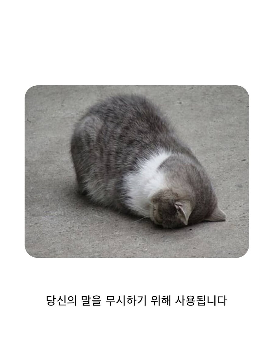 고양이 귀 근육의 용도_2.jpg