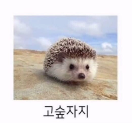 GPT야 고슴도치로 4행시지어줘_2.jpg