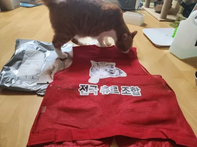 의외로 고양이들이 잘 하는 행위_3.webp