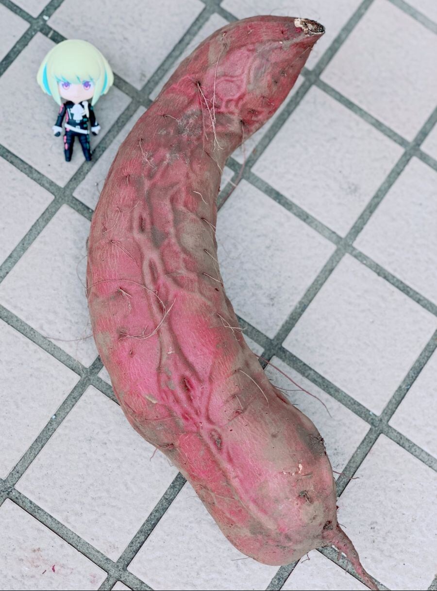 뭐같이 생긴 고구마.jpg_1.jpg