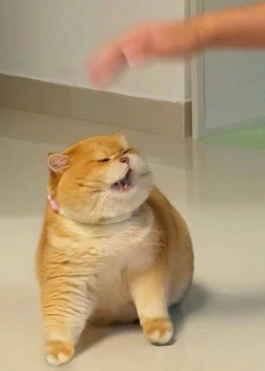 화났다냥!!!.jpg_1.jpg