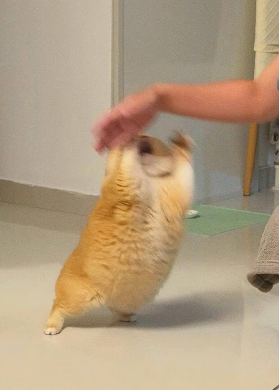 화났다냥!!!.jpg_2.jpg