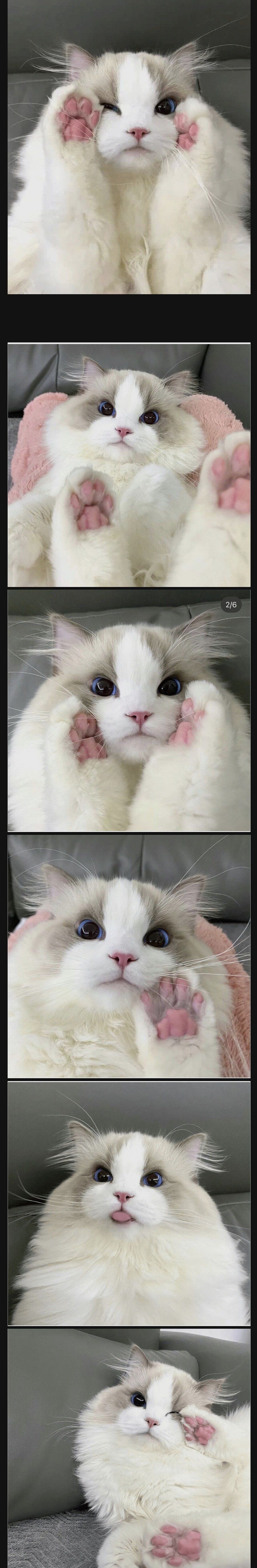 겁나 귀여운 고양이_1.jpg