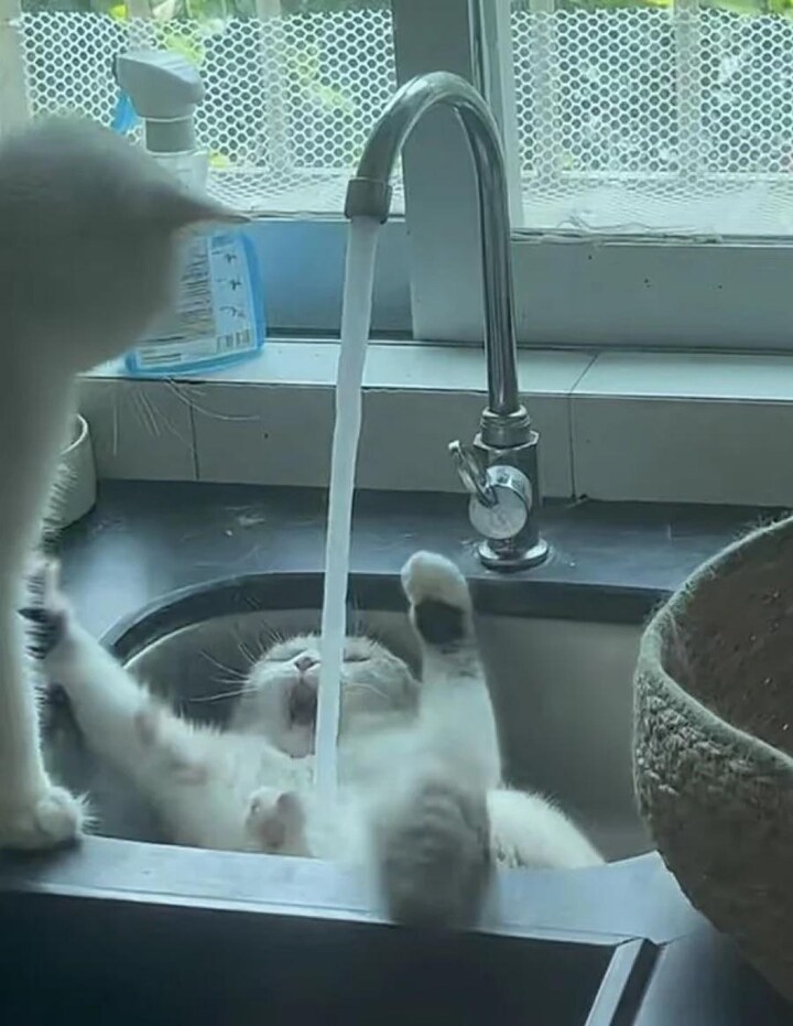 생선 통조림과 캣닢은 어디에 숨겼지?_1.png