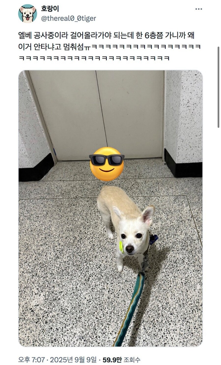 주인놈 행동이 이해되지 않는 강아지.jpg_1.jpg