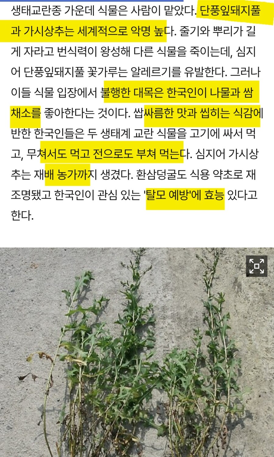 외래종에게 지옥의 땅 한반도_4.jpg