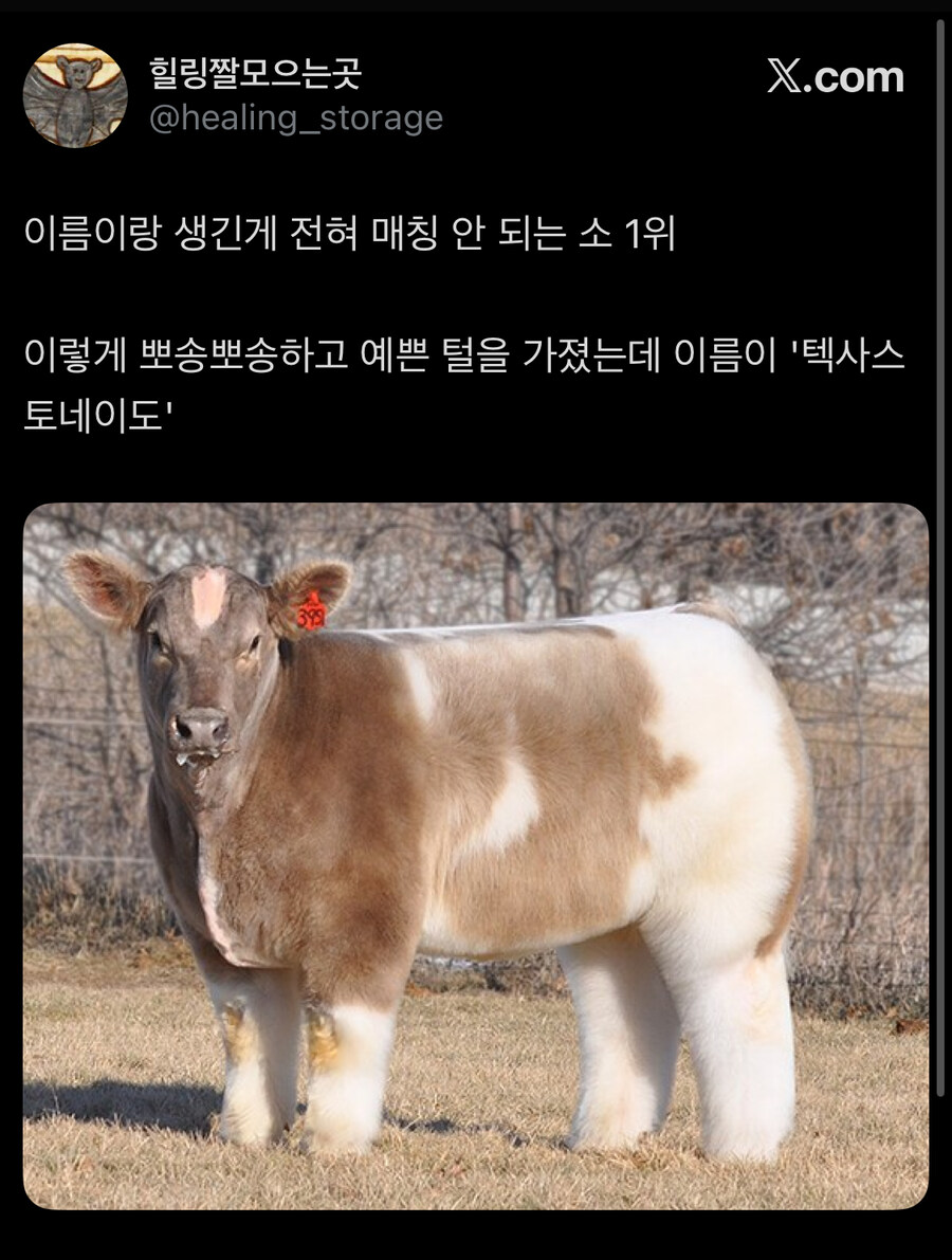 이어서 텍사스 소식 전해드리겠습니다_1.jpg