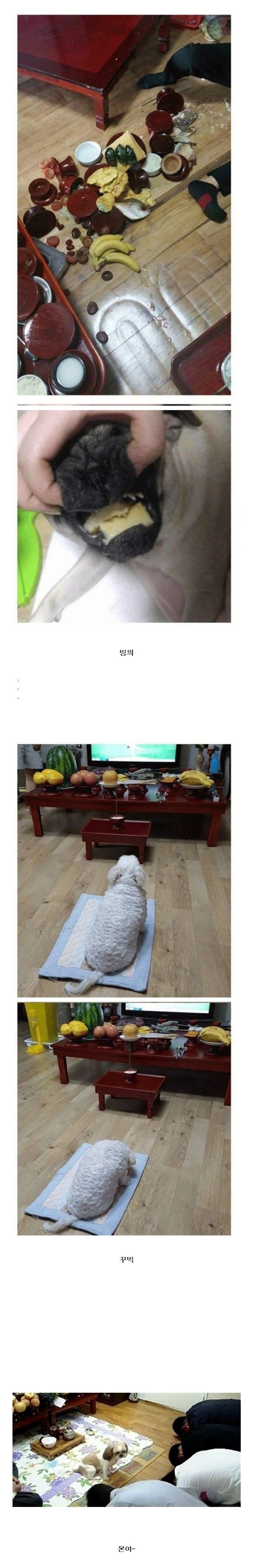명절날 강아지들의 역할선정._1.jpg