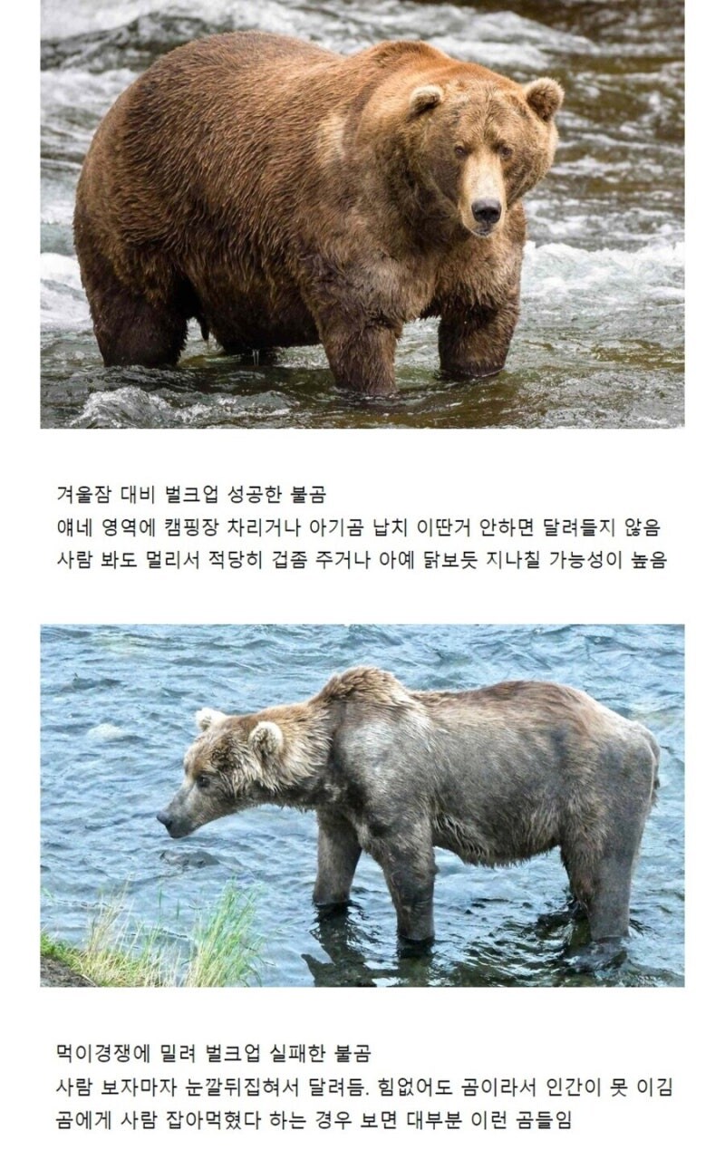 위험한 곰 구별방법_1.jpg