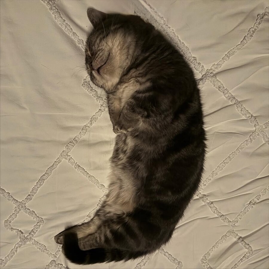 초승달 모양 고양이..._1.jpg