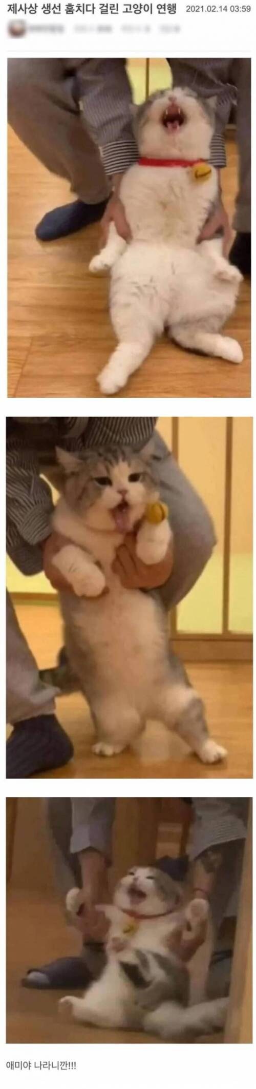 제사상 생선 훔치려다가 연행되는 고양이_1.jpg