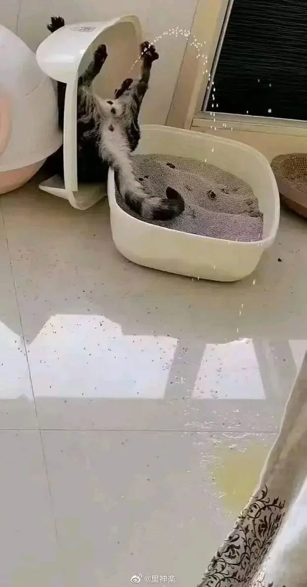 망한 고양이 사진_1.webp