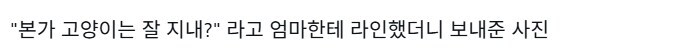 고양이 잘 지내? 라고 물으니 엄마가 보내준 사진_2.jpg