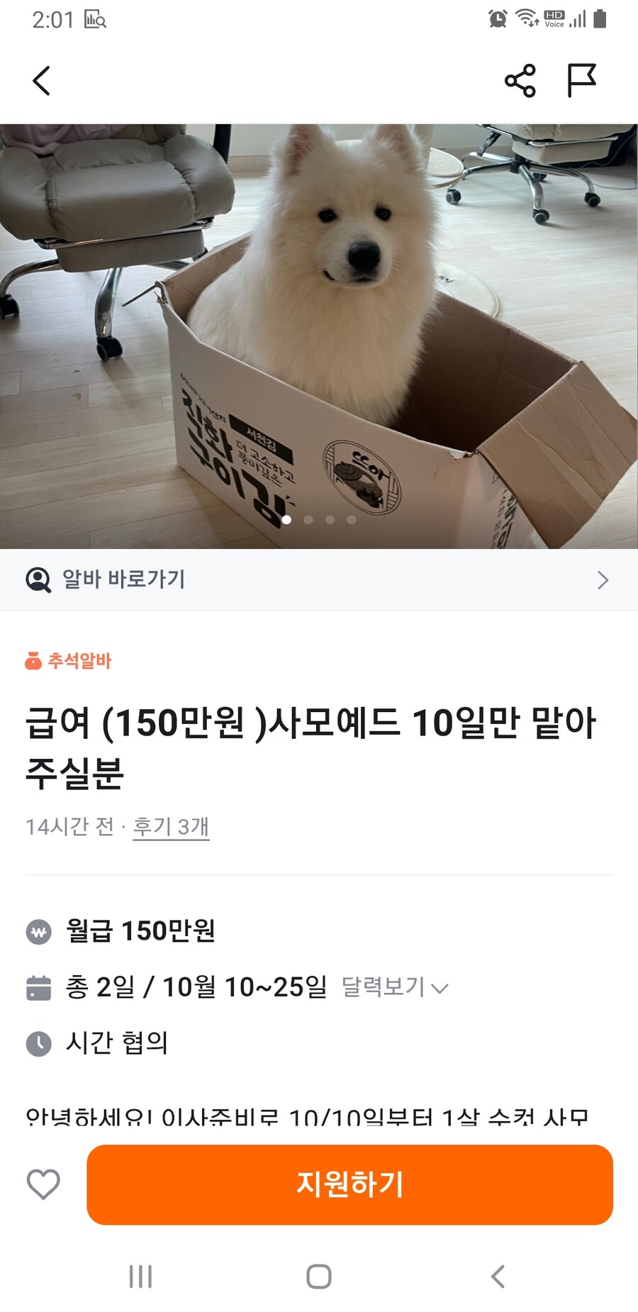 사모예드 돌보는 당근 알바_1.jpg
