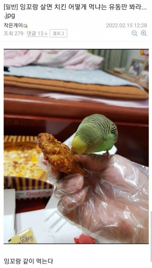 새 키우면 치킨은 어떻게 먹음?.jpg_1.jpg