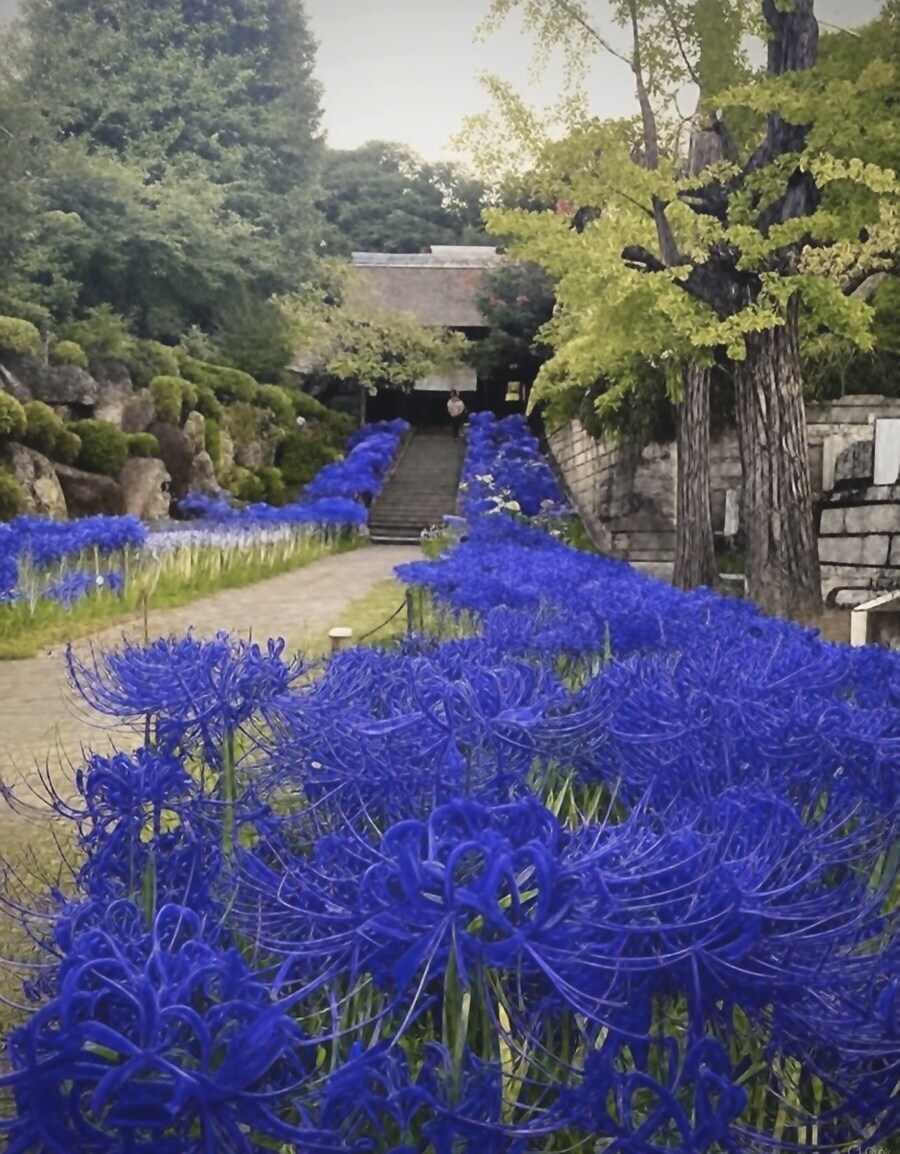 파란색 석산_1.jpg