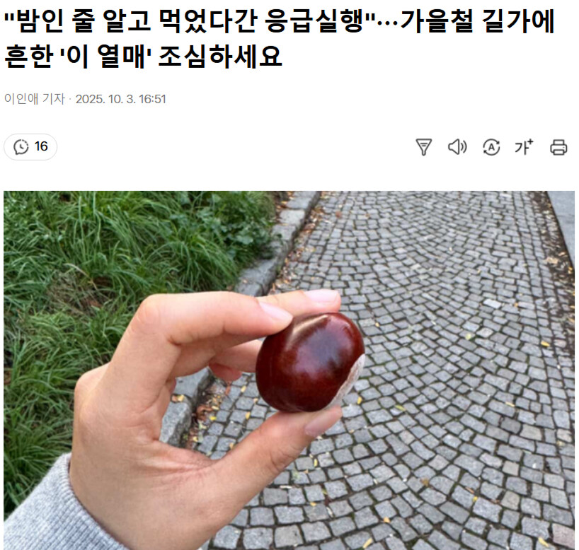 길거리에 떨어진 밤 함부로 먹으면 안 되는 이유_1.jpg