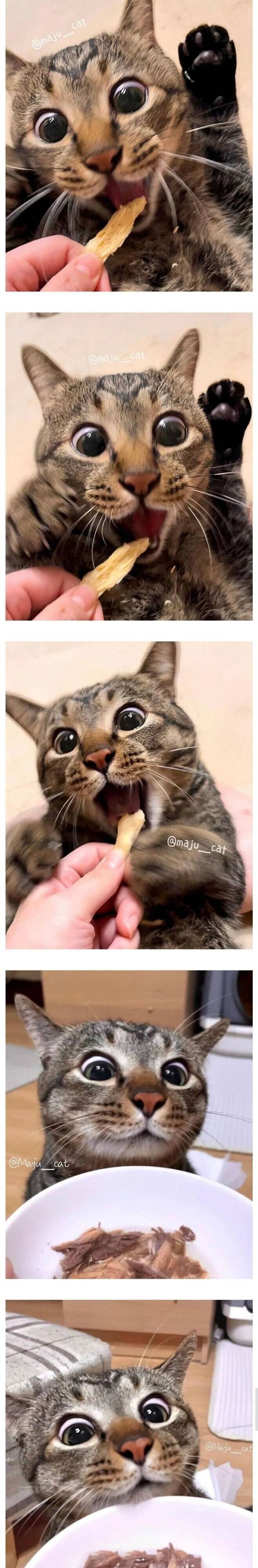 간식 줄 맛 나는 고양이_1.jpg