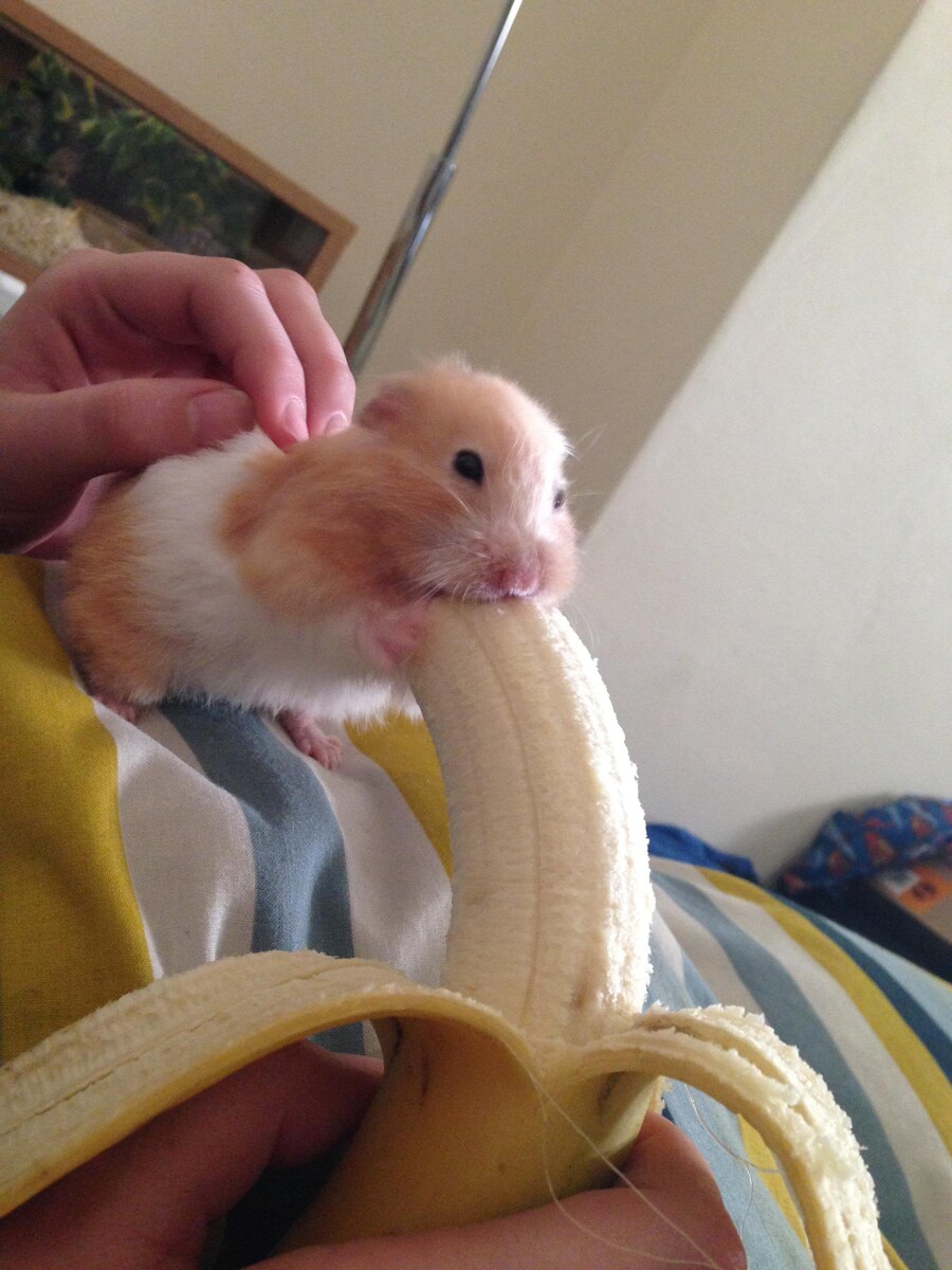 햄스터 바나나 짤_2.jpg