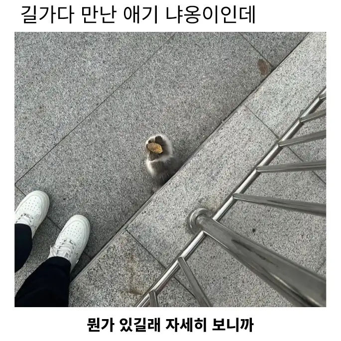 캐쉬템 낀 아깽이_1.webp