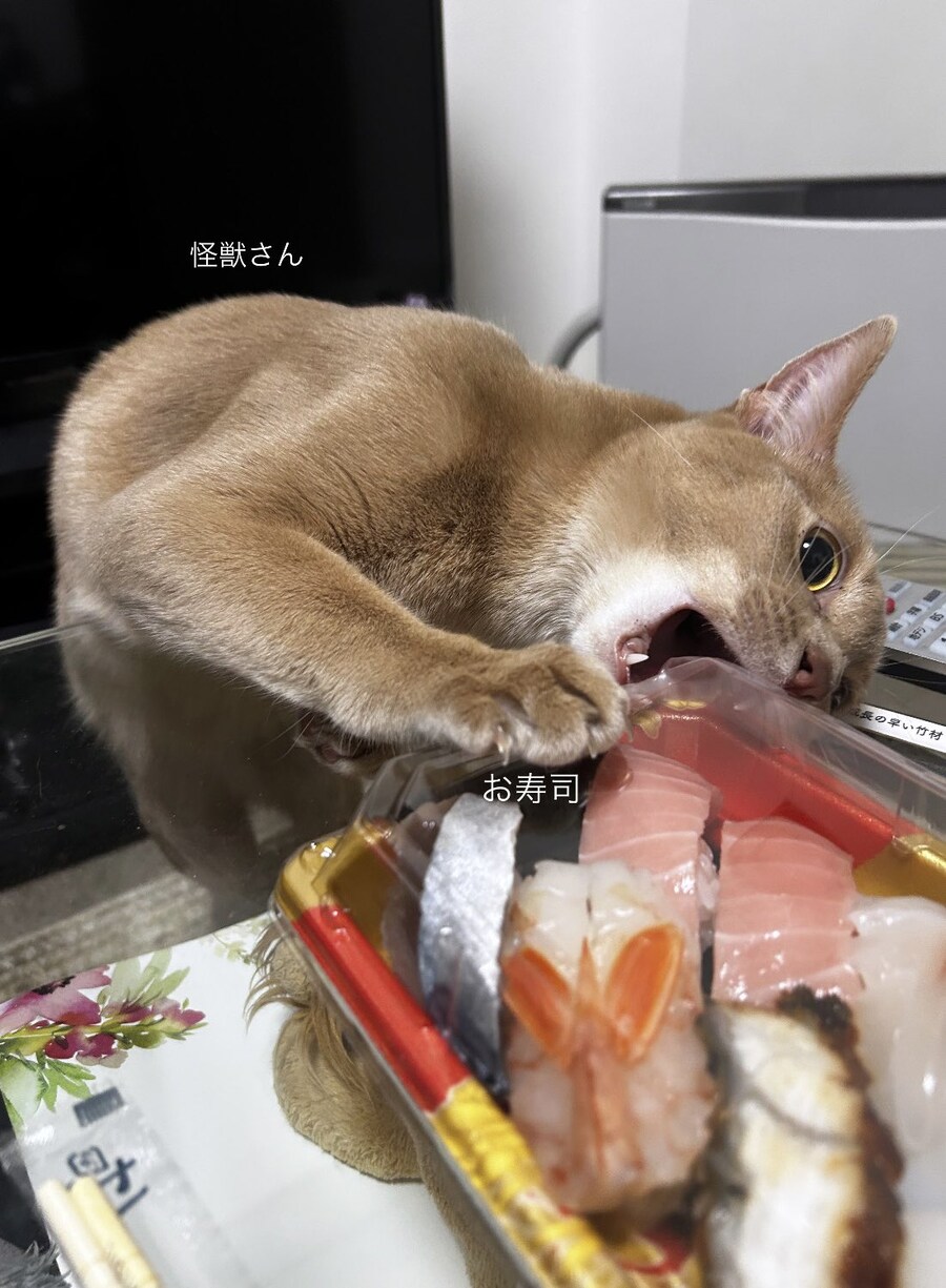 초밥을 습격하는 괴수.jpg_1.jpg
