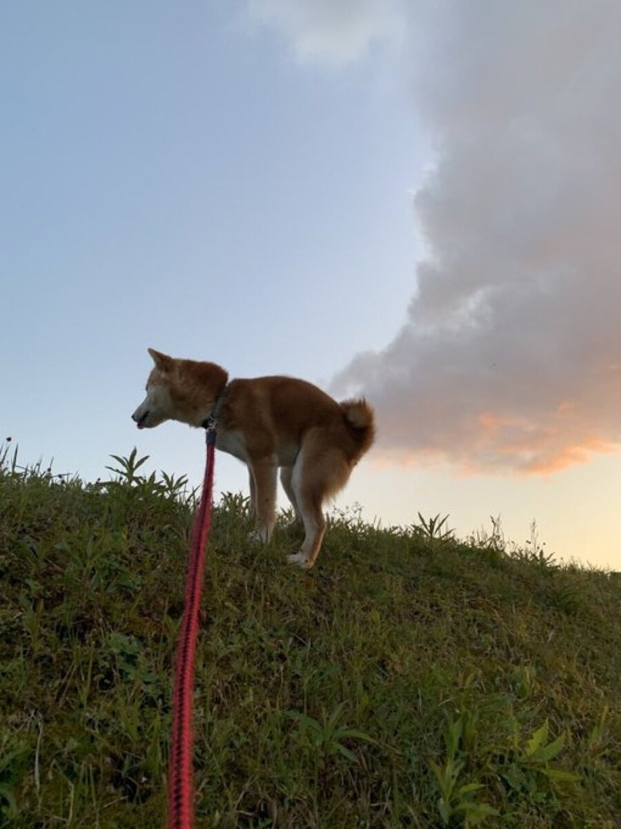 멋진 사진을 뽑아낸 강아지.jpg_1.jpg