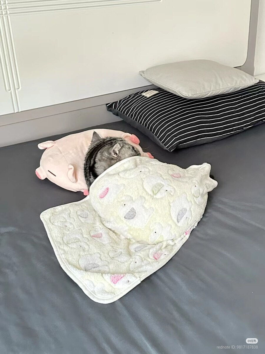 이불덮고 자는 뚠냥이.._1.jpg